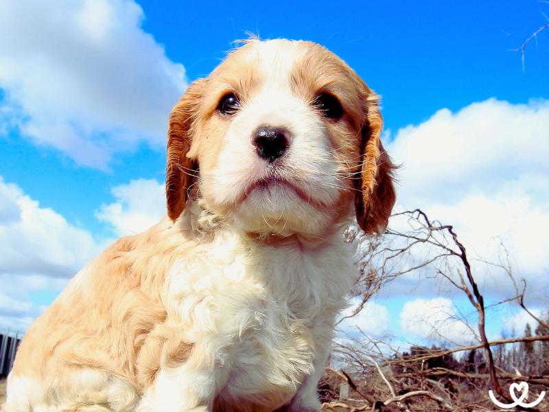 Psi-plemeno-cavapoo (5)